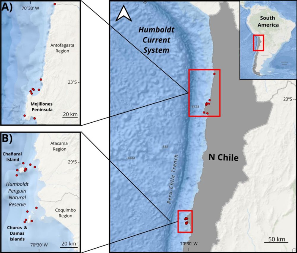 Frontiers | New records of odontocete and mysticete predation by orcas in the Humboldt current system, South Pacific Ocean