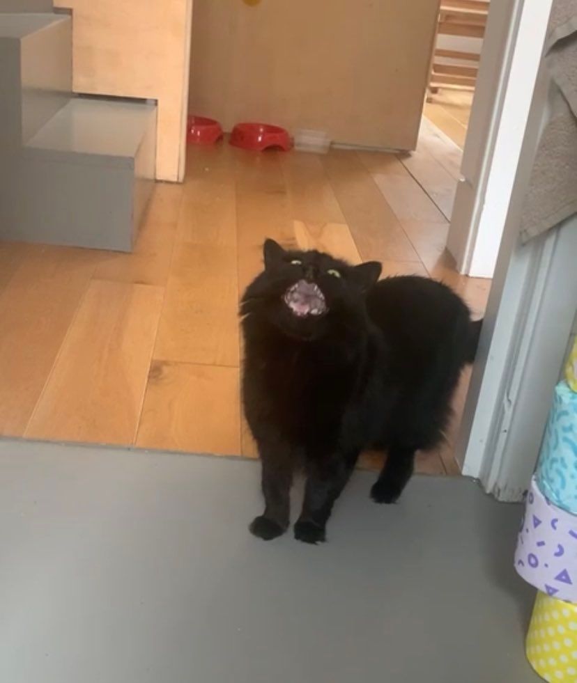 Cat screaming 