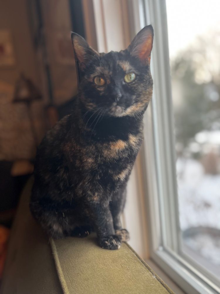 Dark tortoiseshell cat looking at viewer while sitting atop a couch in front of a window.