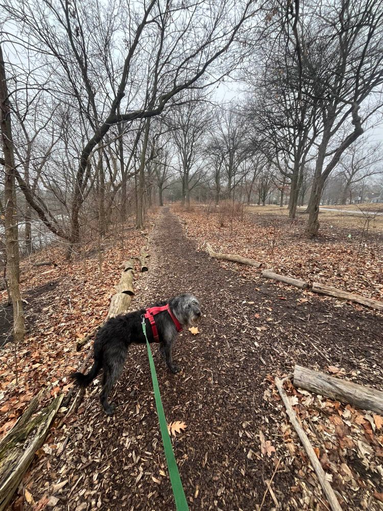 Shaggy black and silver haired lab and poodle mix dog, wearing a red harness on a woodland trail during late winter. 