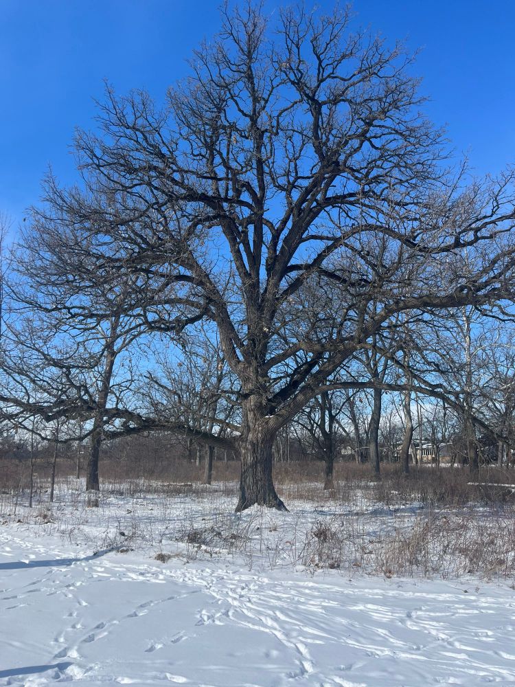 Large bur oak tree, bare branches, snow on the ground. 