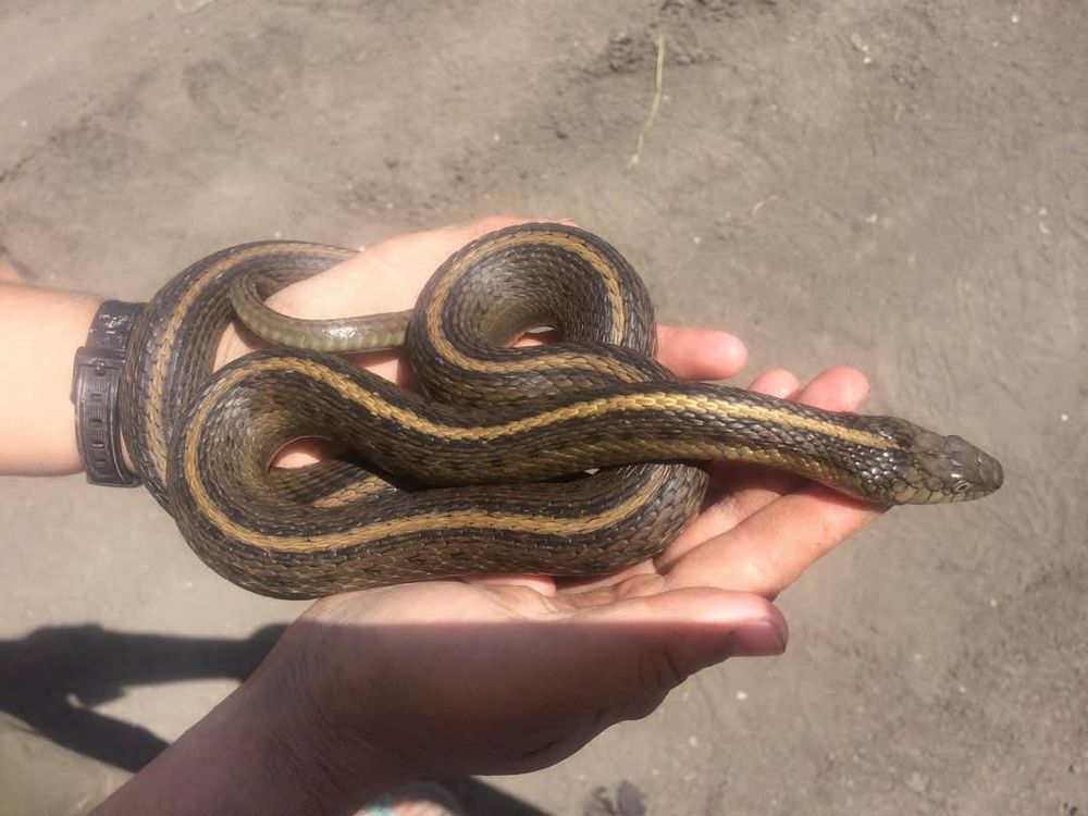 Two hands palm up holding a Giant Gartersnake, an endemic species to California. 