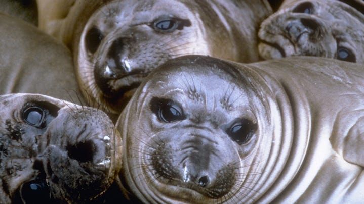 Congress is working on a proposal that would gut the Marine Mammal Protection Act and erase legal protections for dolphins, otters, seals and whales.