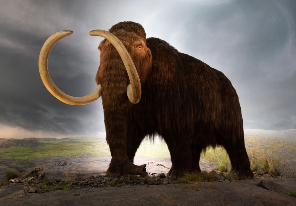 Museum depiction of a woolly mammoth standing in a frozen steppe, symbolizing early human impacts and the lost giants of the Ice Age.