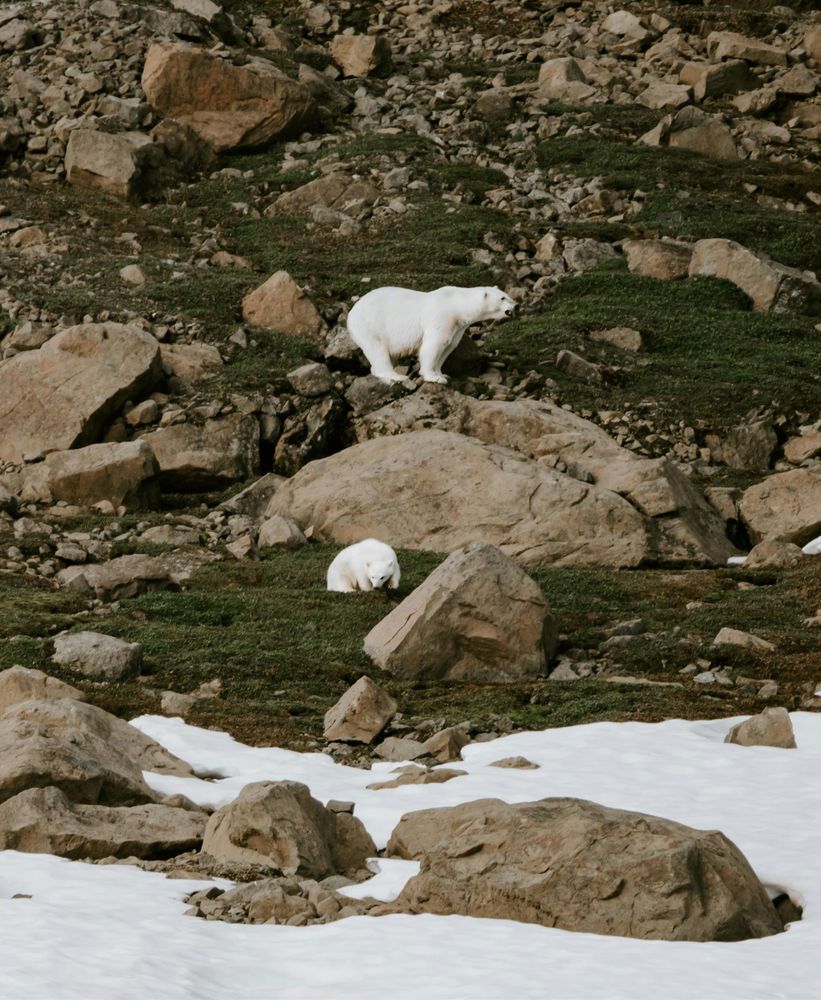 Polar bears in a mix of snow and tundra with patches of green, symbolizing the fragile overlap of wildness and change in a warming world.