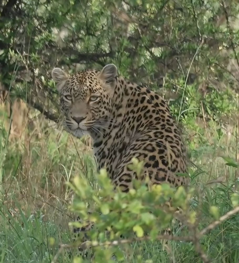 Leopardess sitting in the bush with her back to the camera turns her head to look at the camera
