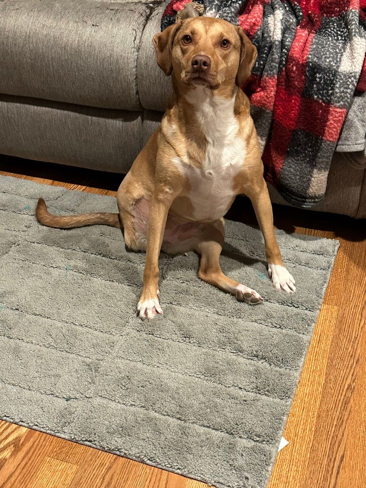 A three-legged tan dog with a white chest and feet, sits on a grey rug. Her front feet are rather far apart