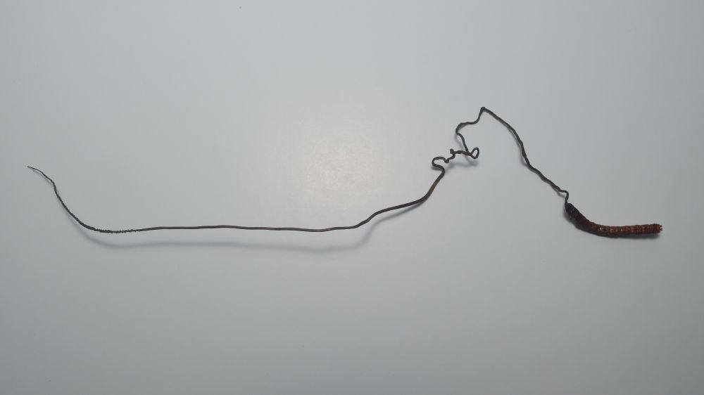 コツブユラギハリタケ