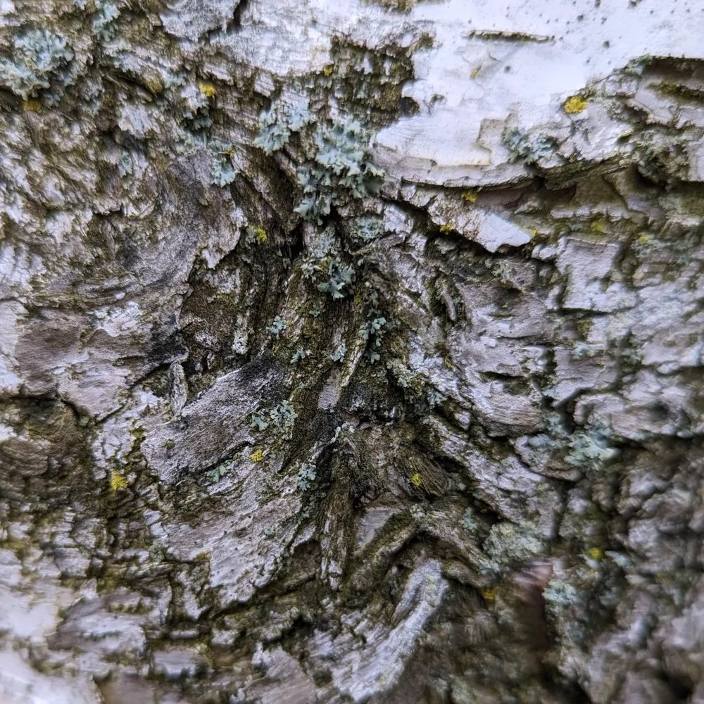 Close up of lichen on tree
