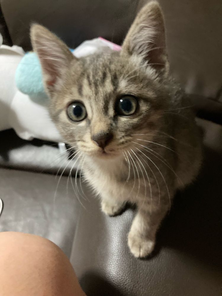 灰色のキジ子猫写真1