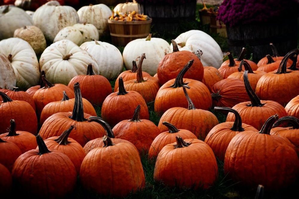 6 Fun Fall Festivals Around the USA! Oktoberfest, Hot Air Balloons, Corn Mazes & More