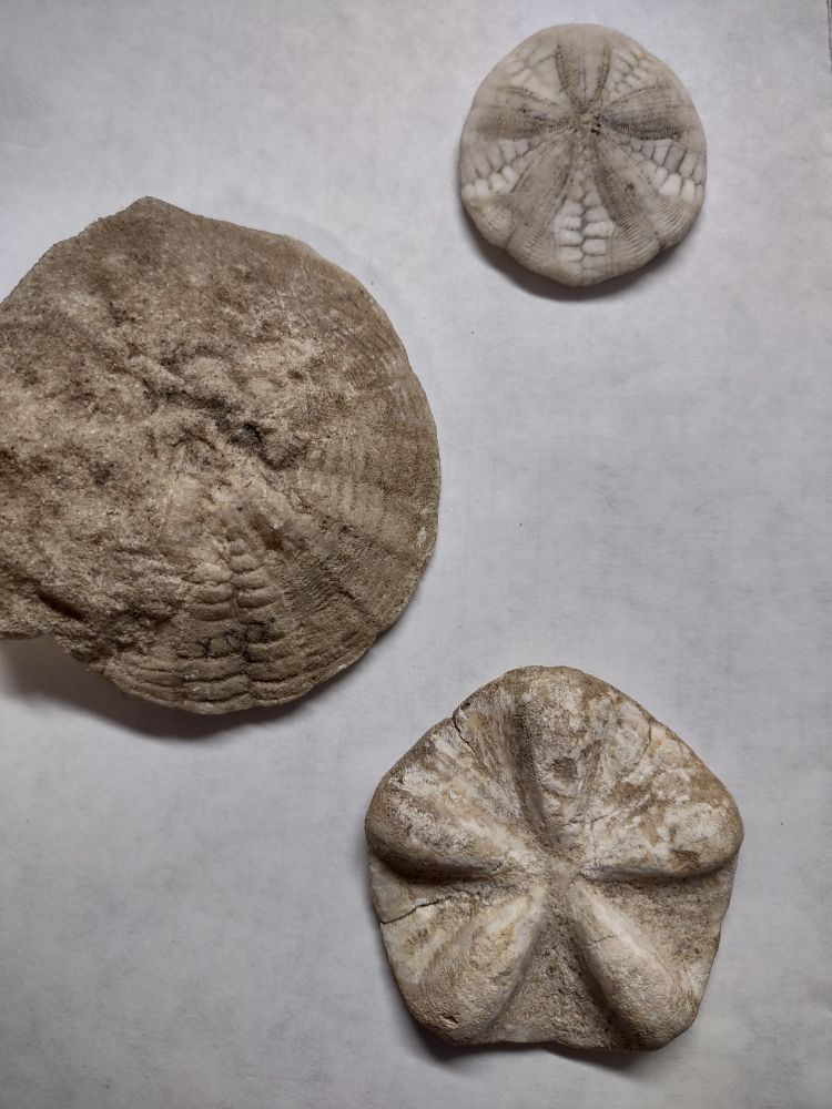 Three fossil sand dollars from the genus Astrodapsis. They are relatively flat sea urchin relatives with structures on the tops of their bodies that resemble a five-petaled flower.

The topmost individual is the smallest of the three, has a roughly egg-shaped silhouette, and is whitish, perfectly preserved with all plates visible, and open-ended slightly raised petals. 

The middle individual is the largest of the three, gray-brown, has a round silhouette, and due to poor preservation much of its surface is permanently obscured by rock.

The bottom individual is tannish, has a pentagonal silhouette, and has large, prominent petals that are very bulbous compared to the rest of its body.