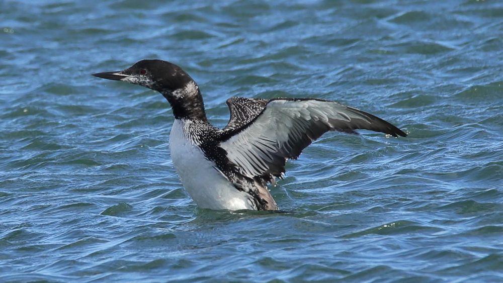 A loon stretching in the harbor.  The loon is in between summer and winter plumage.