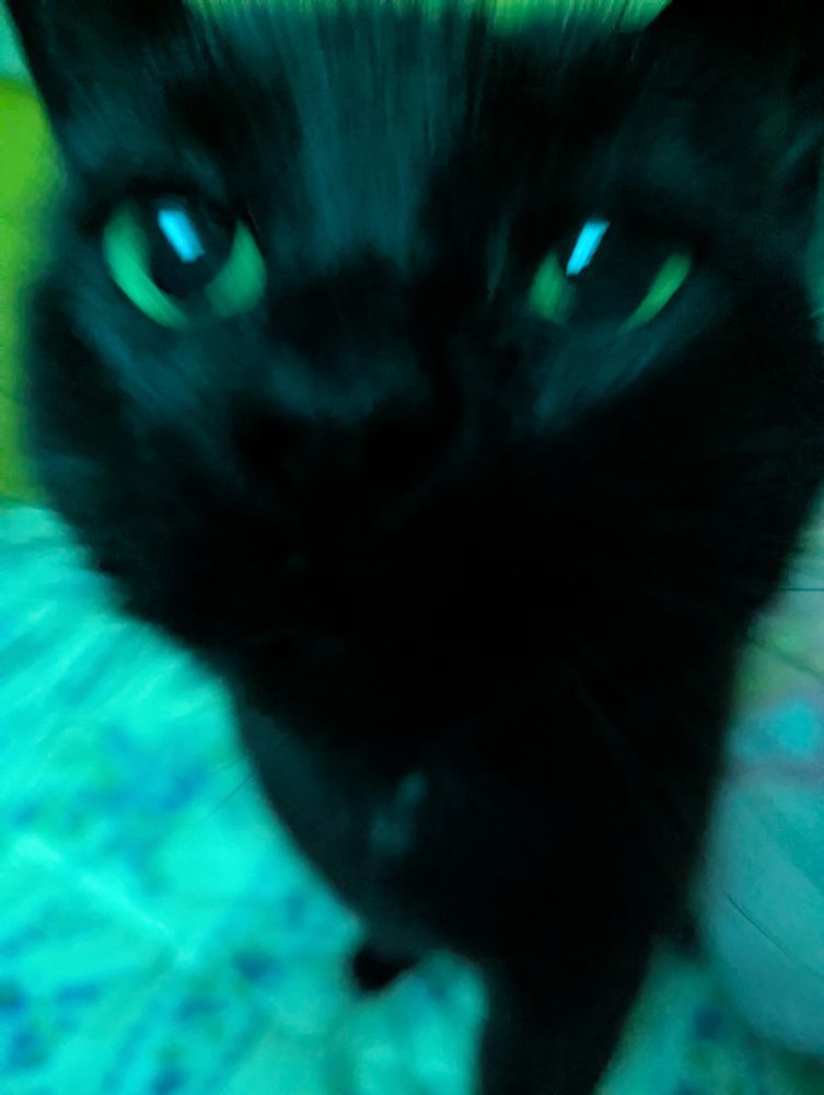 A picture of a blurry black hat with green eyes whose face is coming up at the at the camera very fast. 