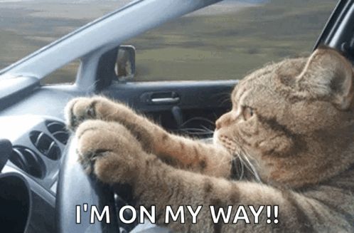 a cat is driving a car with the words " i 'm on my way " above it