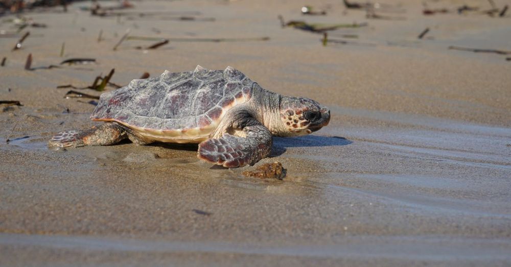 Entren a la mar les últimes trenta tortugues que van nàixer l'estiu passat a Dénia