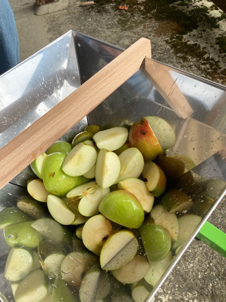 Freshly harvested, washed and quartered green and pink apples in the masher