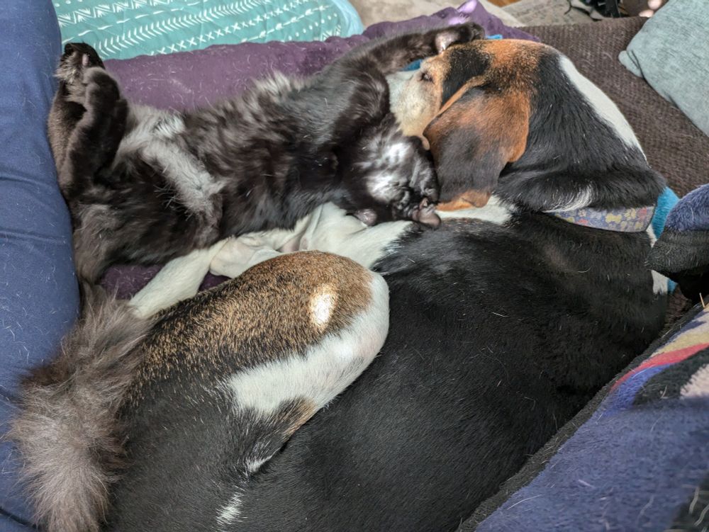 Caption of "Cats and dogs, living together..."
Photo of a sleepy tri-colored hound dog with a fluffy black kitten nestled on it's back at the hound's side