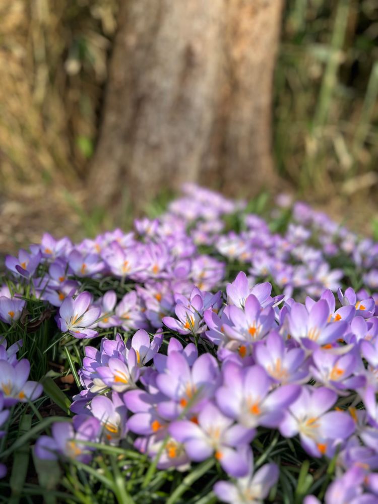 Crocus flowers in front of an old tree. 