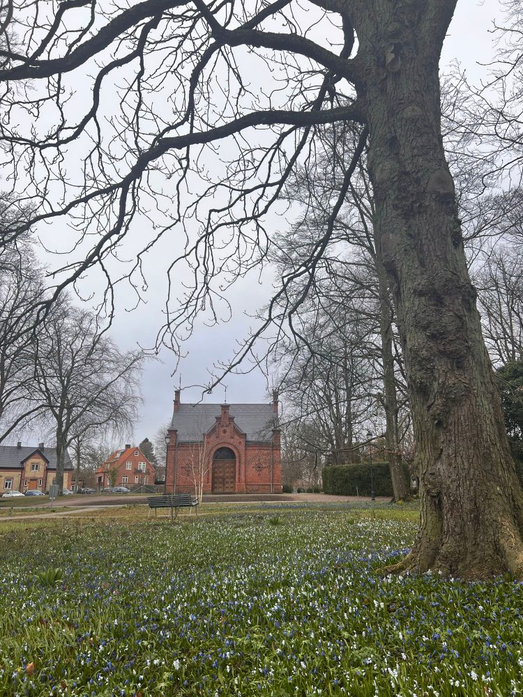 Early morning walk in Lund, Sweden. An old tree surrounded by spring flowers with a chapel in the background. 