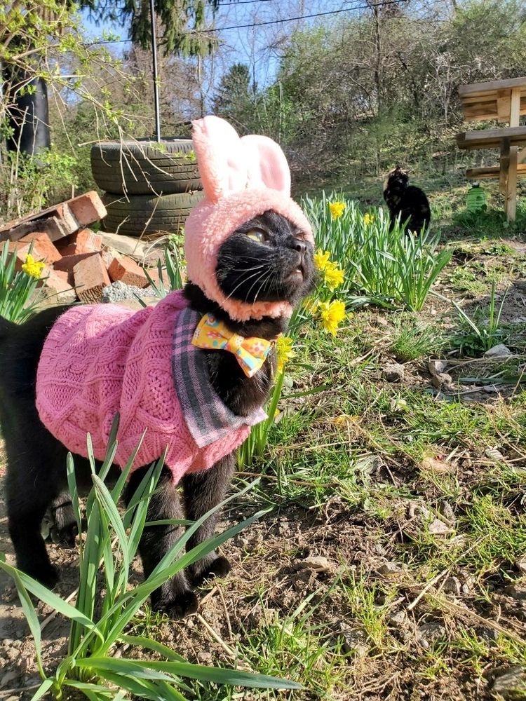 Tagalong the black cat in a pink sweater, pink bunny ears, and a yellow Easter egg bowtie. Standing in the yard yellow flowers 