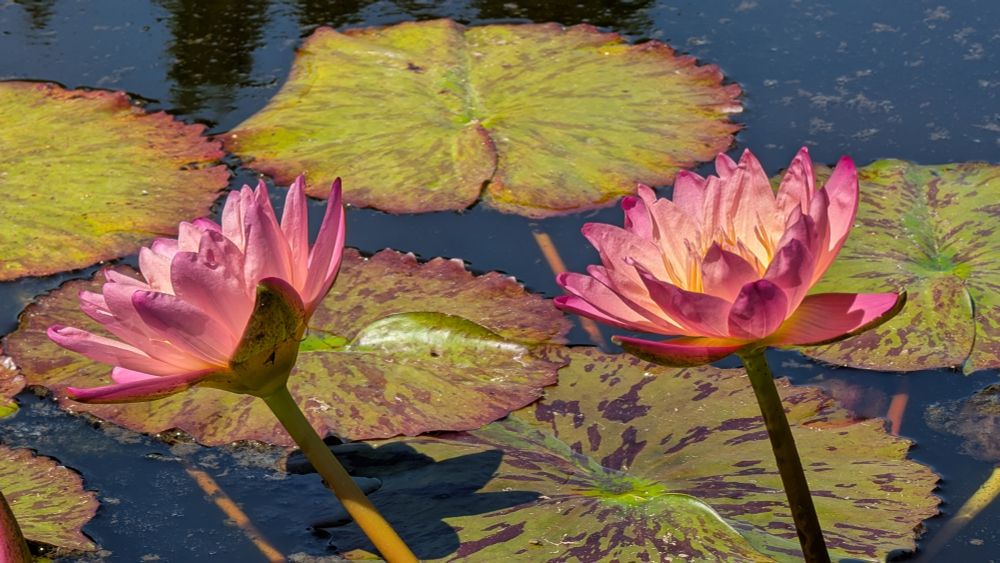 Two pink water lily flowers rise above speckled lilypads and dark water
