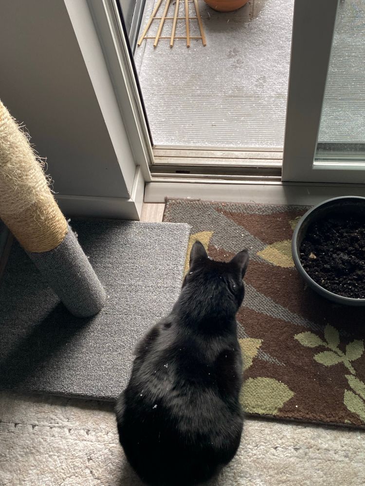 A black cat sits in the indoors side of an open balcony door. A few snowflakes have blown inside and landed on the cat.