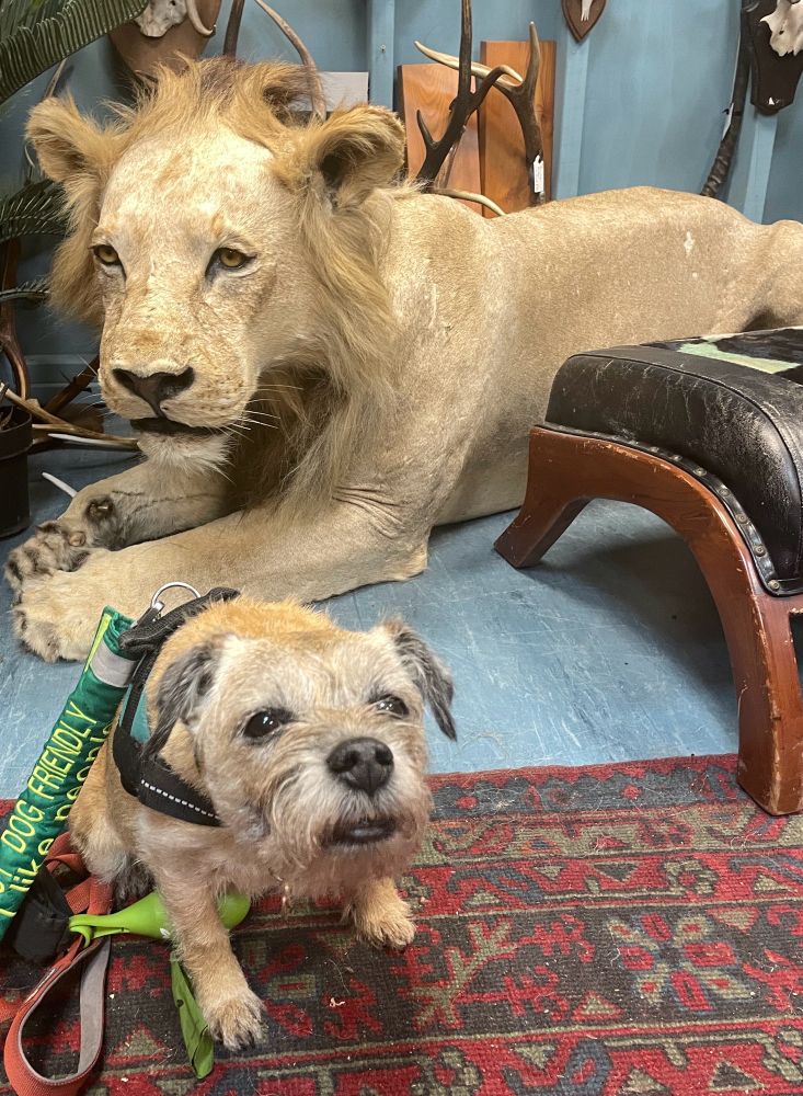 A border terrier sitting uncomfortably next to a sad looking taxidermy lion. 