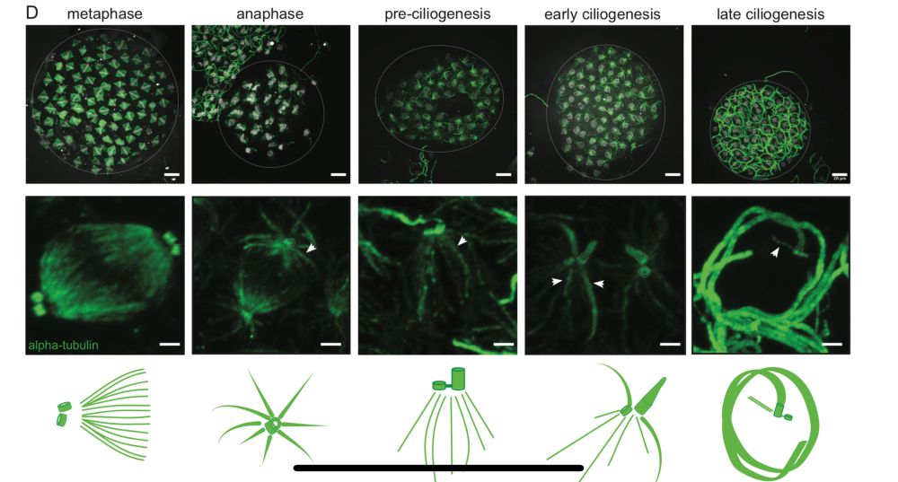 Screenshot of figure from a preprint. Expansion microscopy of tubulin in a chytrid fungus across the fungal lifecycle.