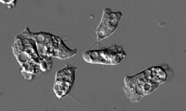 Microscopy image (taken with DIC aka Differential Interference Contrast microscopy) of six Naegleria gruberi amoebae. Gray background, and amoebae appear to be illuminated from the bottom with a shadow characteristic of DIC contrast. Cells are crawling and have numerous circular inclusions which are likely macropinosomes.