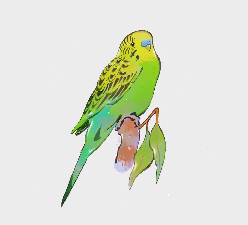 A digital illustration of a yellow-green budgerigar, perching on a eucalyptus branch.