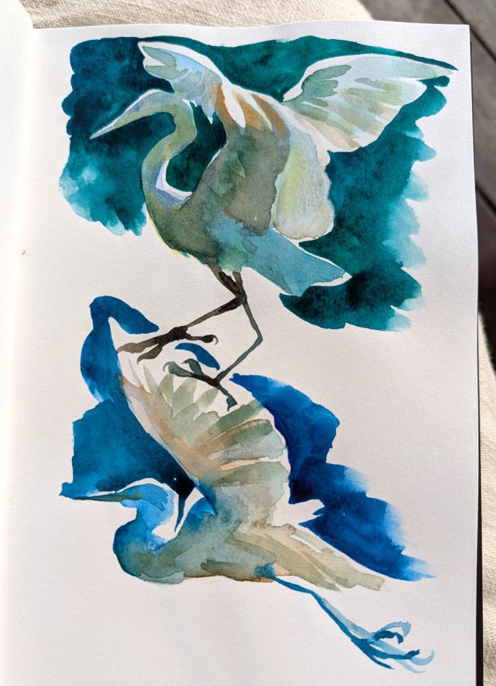 Two watercolour paintings of herons, in a sketchbook