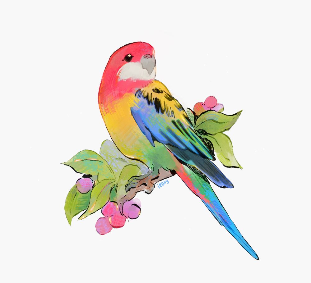 A digital illustration of an eastern rosella perched on a Lilly pilly branch