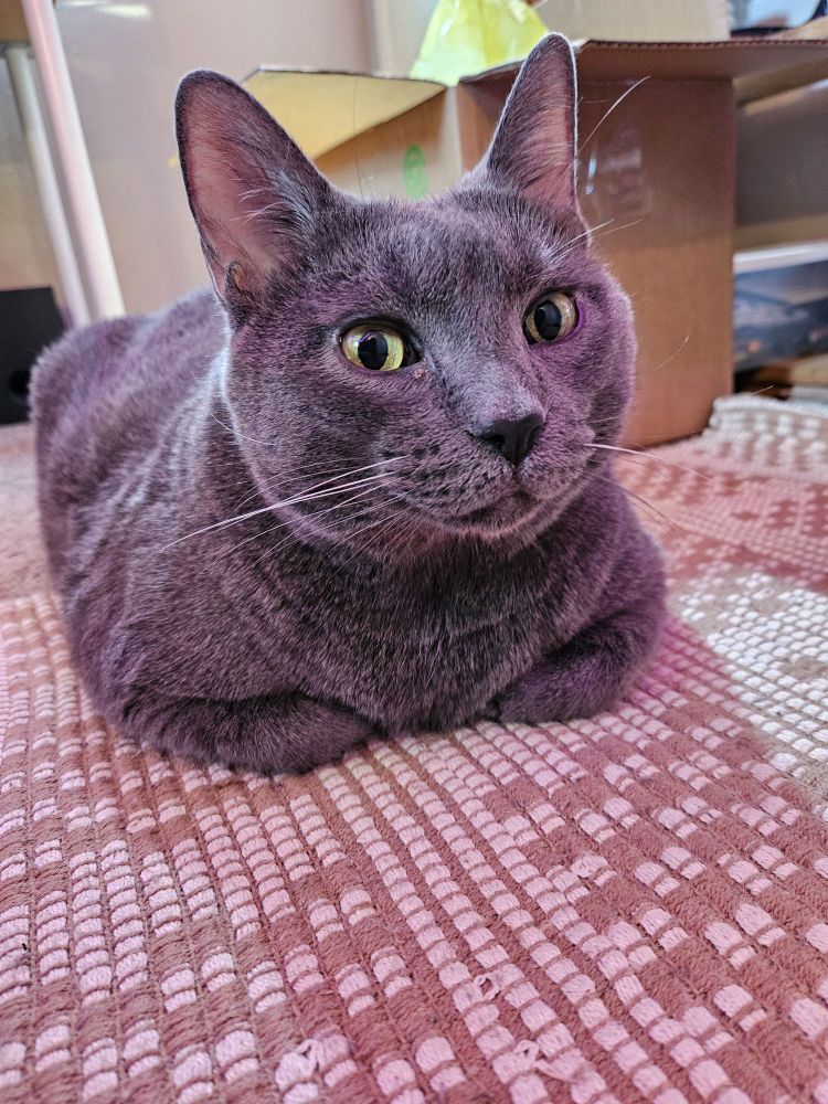 A rotund gray cat is happily curled up on a rug, looking towards the camera in an inquisitive fashion. He is precious and named Rascal. 💖