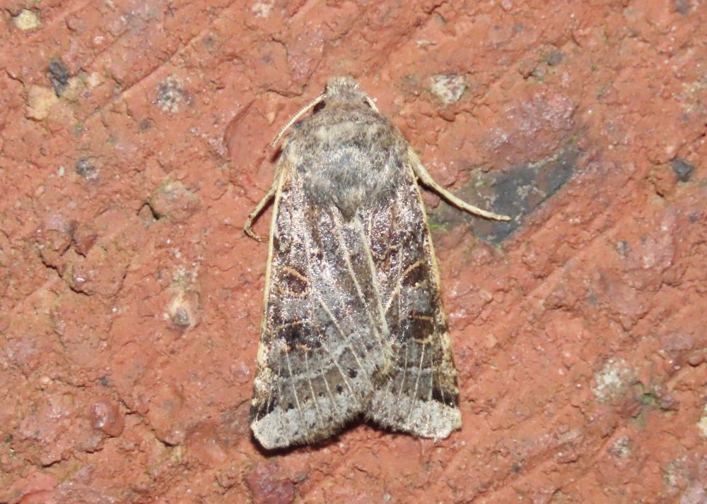 Lunar Underwing