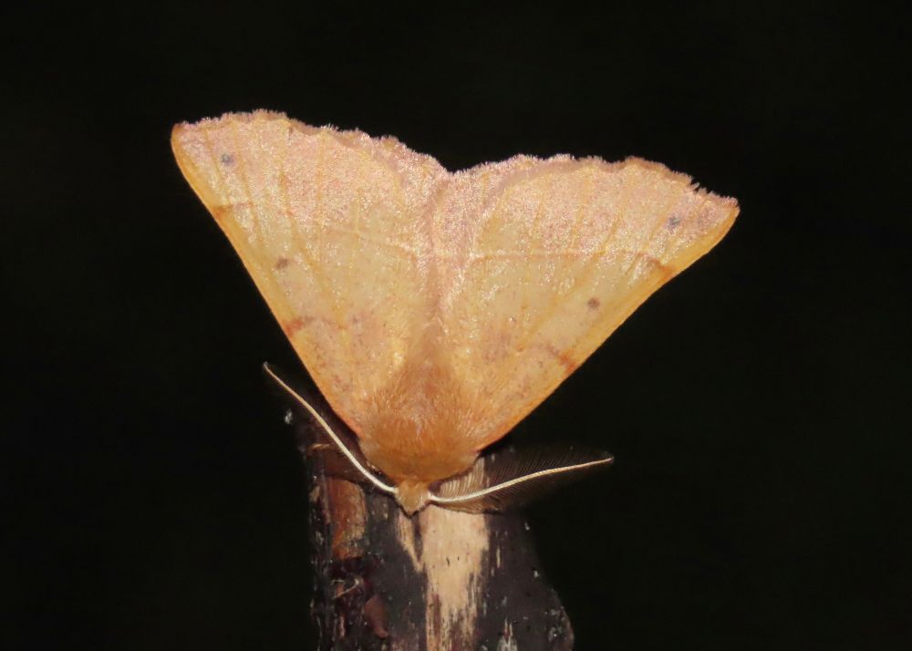 Feathered Thorn