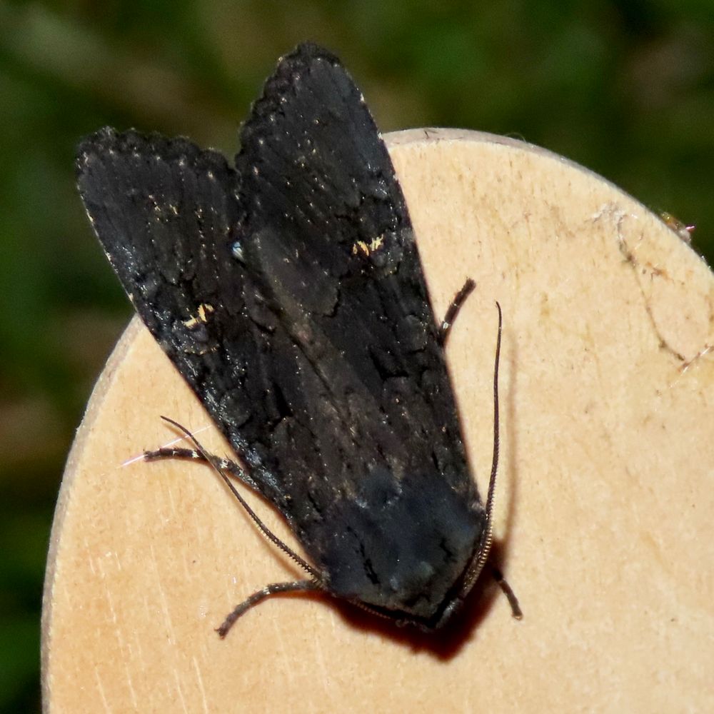 Black Rustic