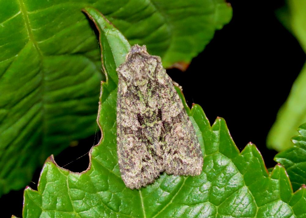 Brindled Green