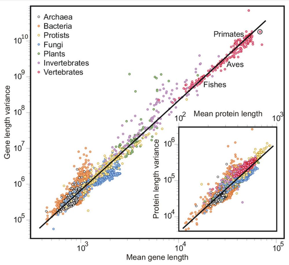 Scale-invariant relationship between mean gene length and variance. Each dot in this log–log plot represents the genome of a single species (33,627), with H. sapiens highlighted by the circle. Different colors identify major phyletic groups. 