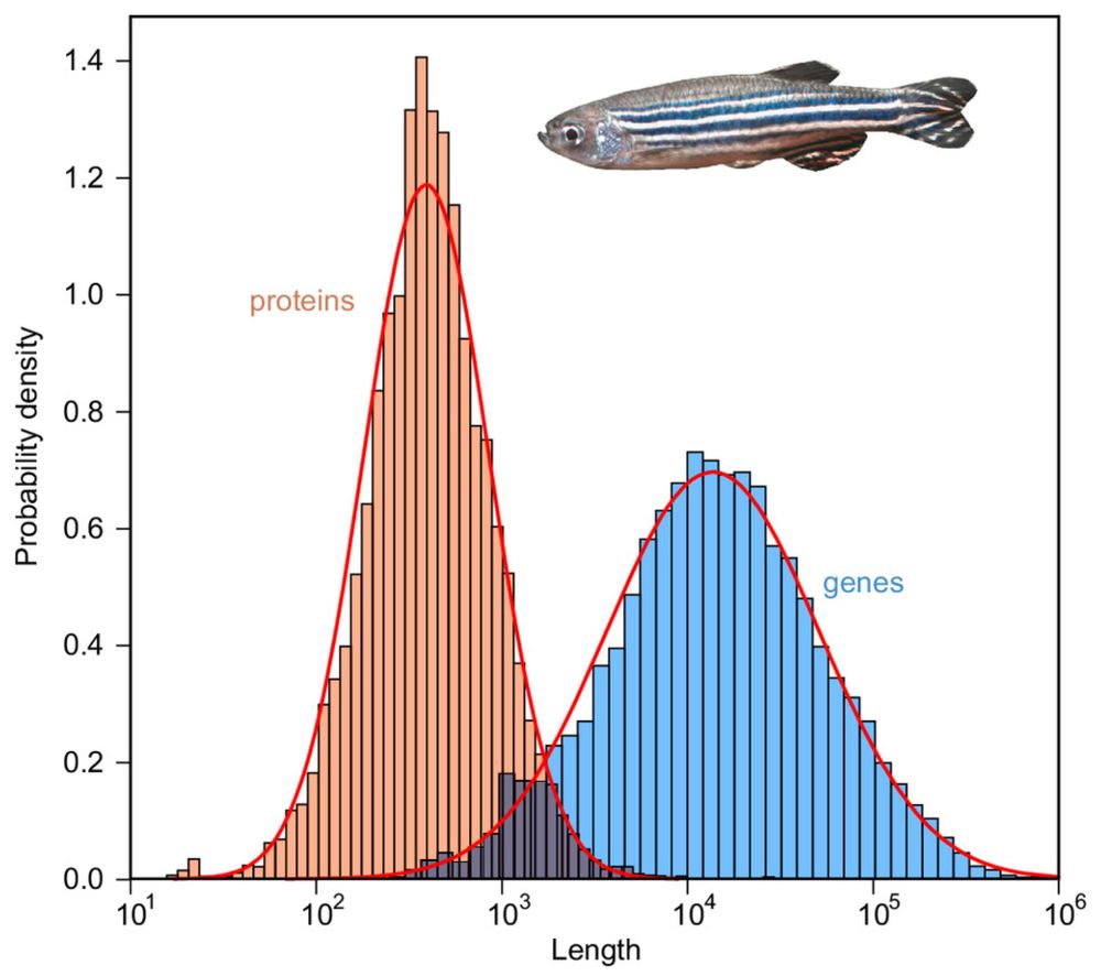 Gene and protein length distributions are lognormal.