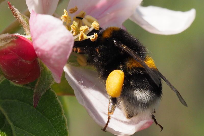 bumblebee on flower by Felix Fornoff