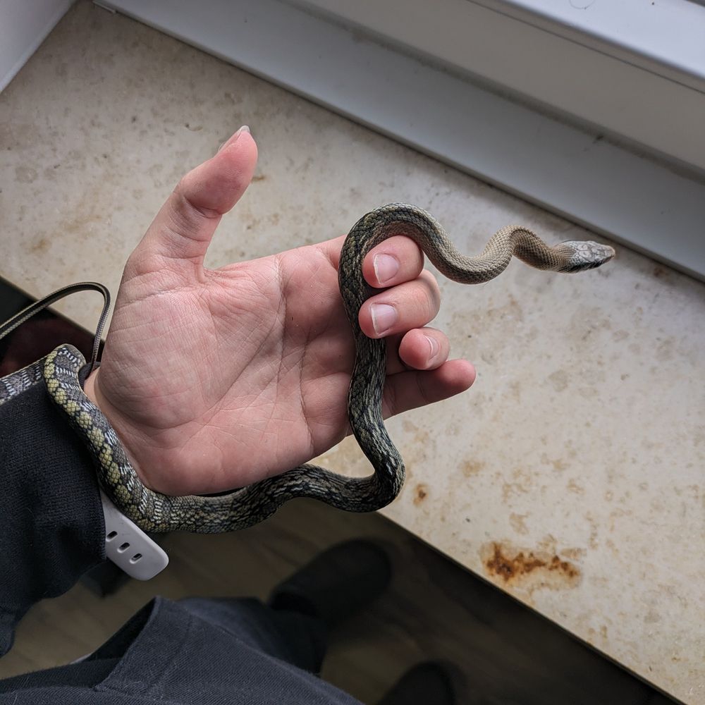 Same snake but much smaller and more greenish looking.