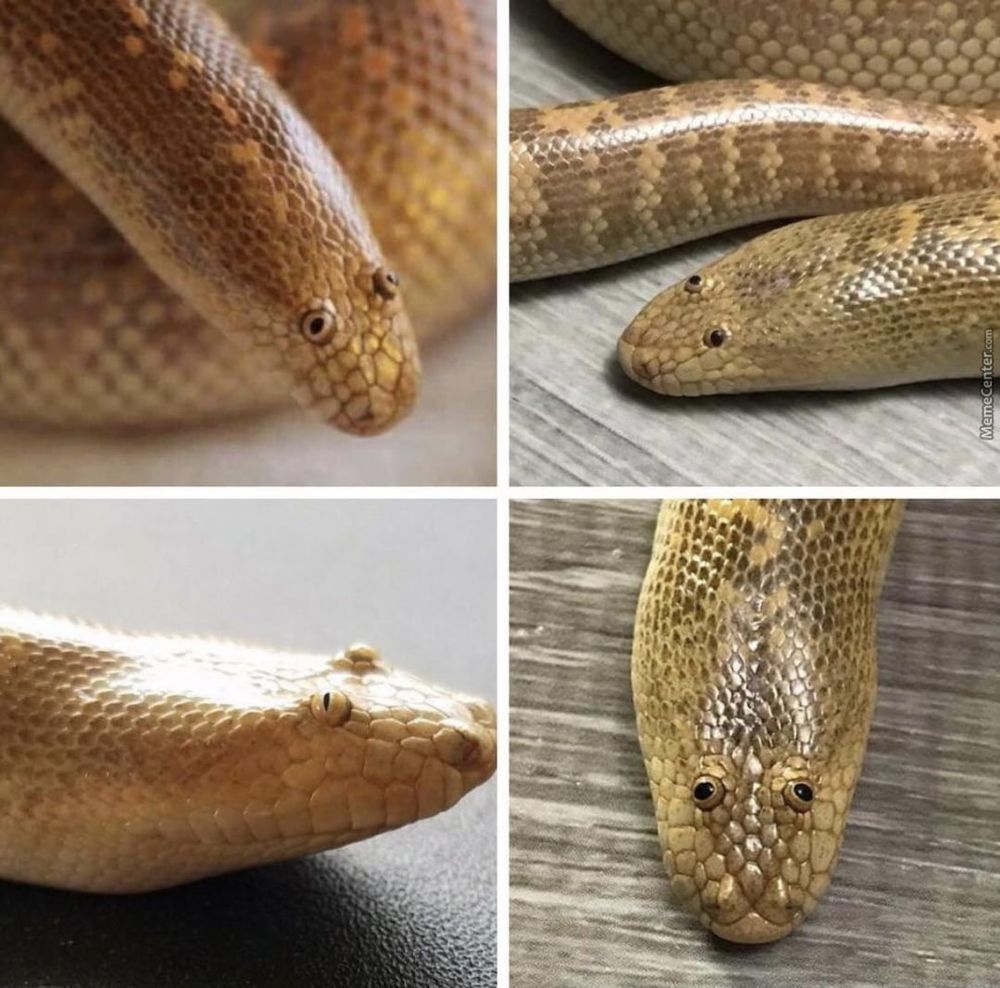 Goofy looking Arabian Sand Snake, looks like bad taxidermy or scaly sock puppet - beady, lifeless eyes, rounded misshapen snout. No other features discernable