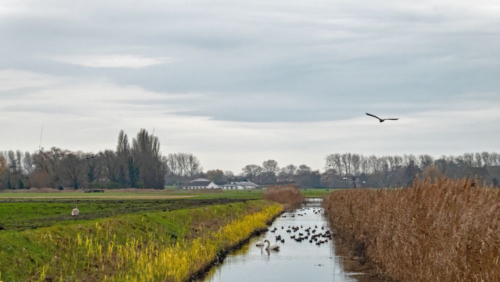 Watervogels in de sloot