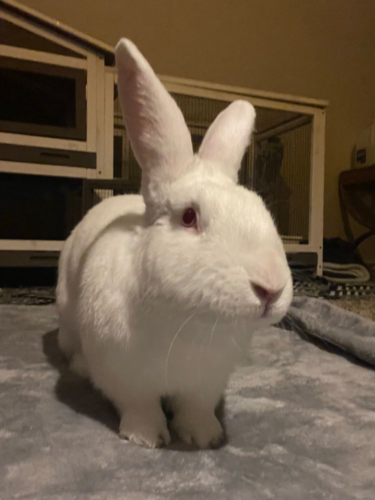 Bunny looking majestic in the light
