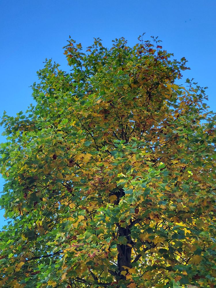 A tree turning yellowish due to incoming fall.