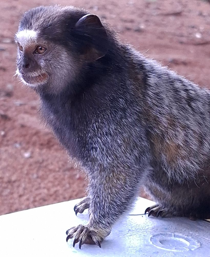 Sagui em cima de caixa de isopor 
