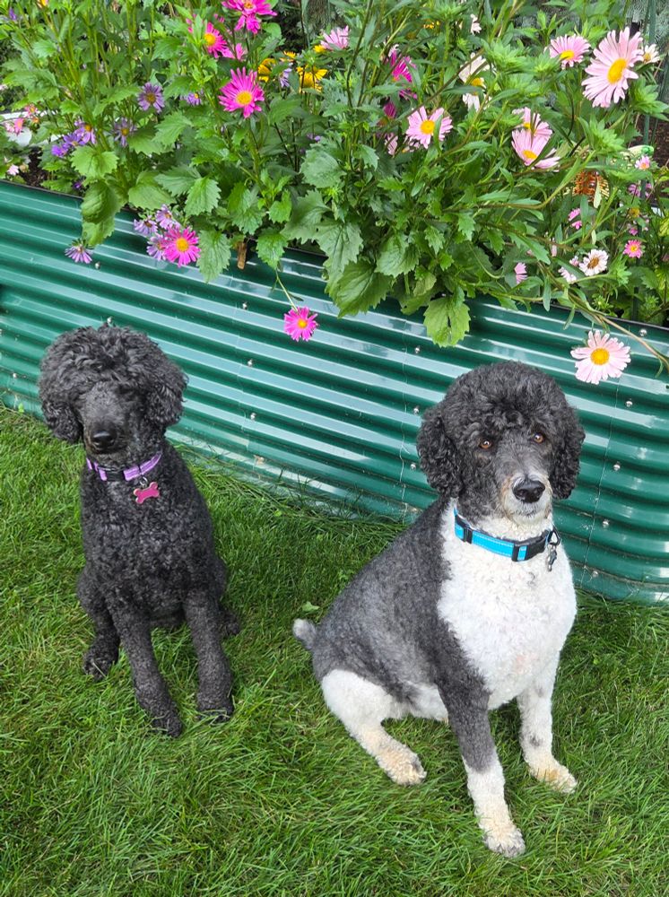 A black colored Standard Poodle and a white and dark gray colored Standard Poodle sitting on the lawn in front of a raised garden bed filled with light pink, dark pink and purple colored Asters.