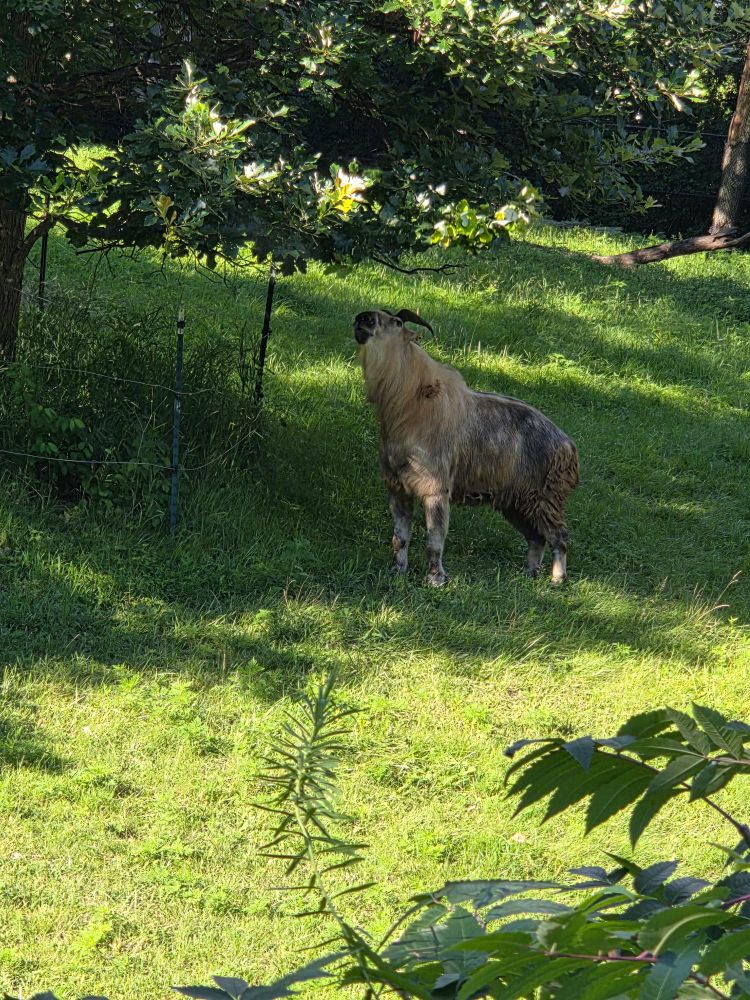 Taking reaching its neck up to eat a tree branch.