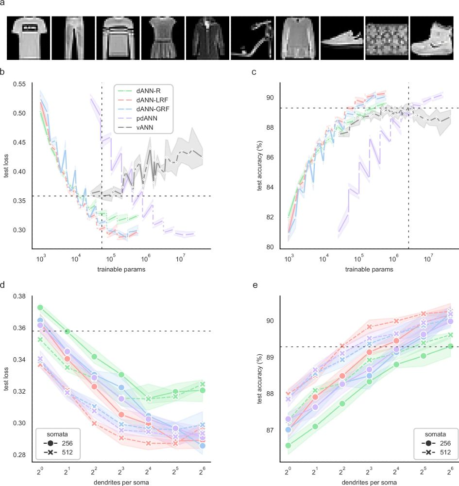 a The Fashion MNIST dataset consists of 28×28 grayscale images of 10 categories. b Average test loss as a function of the trainable parameters of the five models used: A dendritic ANN with random inputs (dANN-R, green), a dANN with LRFs (red), a dANN with GRFs (blue), a partly-dendritic ANN with all-to-all inputs (pdANN, purple), and the vANN with all-to-all inputs (grey). Horizontal and vertical dashed lines denote the minimum test loss of the vANN and its trainable parameters, respectively. The x-axis is shown in a logarithmic scale (log10). c Similar to B, but depicting the test accuracy instead of the loss. d Test loss as a function of the number of dendrites per somatic node for the three dANNs and the pdANN model. The linestyle (solid and dashed) represents different somatic numbers. The dashed horizontal line represents the minimum test loss of the vANN (512-256 size of its hidden layers, respectively). The x-axis is shown in a logarithmic scale (log2). e Similar to (d), but showing the test accuracy instead of the loss. The dashed horizontal line represents the maximum test accuracy of the vANN (2048-512 size of its hidden layers, respectively). Note that while all models have the same internal connectivity structure, the pdANN model (purple) has a much larger number of trainable parameters due to its all-to-all input sampling. For all panels, shades represent the 95% confidence interval across N = 5 initializations for each model.